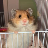kobehammy