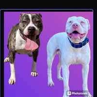 pitbulls.blue.e.pantera