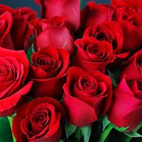 rosefx4