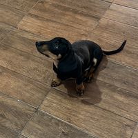 mailoelperrosalchicha