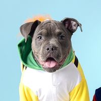 rocky.balbully