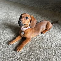 athenathedoxie
