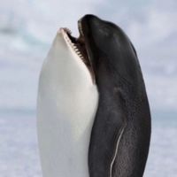 原聲 - 夜貓語錄