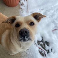 helpbeagetsurgery