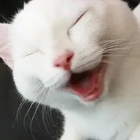 original sound - lua_bbcat