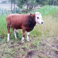 original sound - piers201