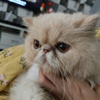 nooshi.the.persian
