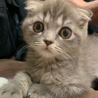 mollycatss