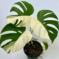 original sound - dimplesjourney