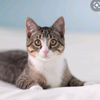 catlover01012