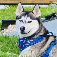 blue.thehuskysiberiano