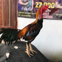 userk2ctr2p6j8
