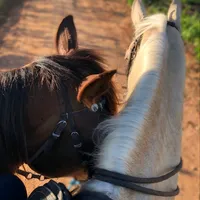 original sound - llano.com_vnzl