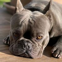 pablobulldogfrancese