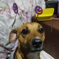 .cachorrinho_caramelo
