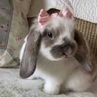 fluffymilktea