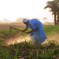 الصوت الأصلي