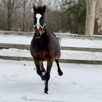 powertothehorse