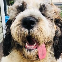 mslily_the_stberdoodle