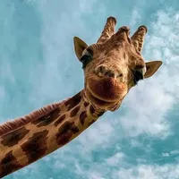 original sound - jakegasparav