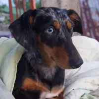 original sound - maryanne915