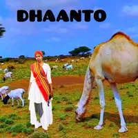 dhaanto