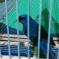 aves_del_chaco