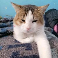 los_gatos_de_karen