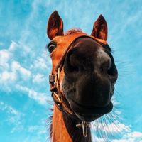 love.horses_forever
