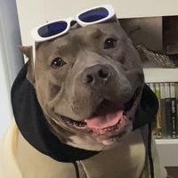 ragnar.bully