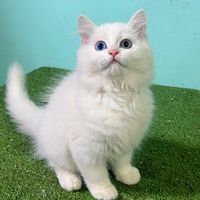 cat_udonfarm