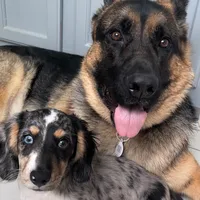 original sound - losfuentesoficial