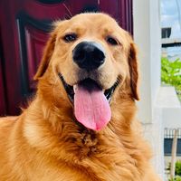 dukegolden3