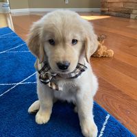 elliejelly_thegolden