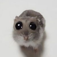 ilymangitos
