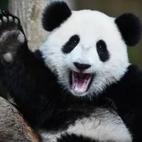 original sound - tczs13