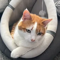 original sound - rescuedgattito