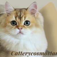 cattery_cosmostar