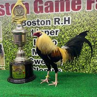 bostongamefarm2