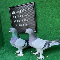 viransehirli63faysal