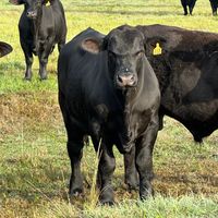 Julio Beltran El Nono