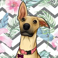 lolla.the.streetdog