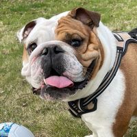 stubbythebulldog