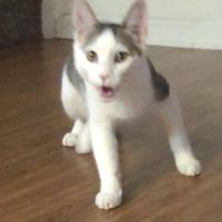 itselliebabey