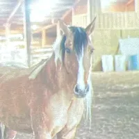 original sound - oregonchaoshorsegirl