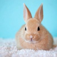 peachesncreamwaffles