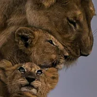 original sound - sabipebe