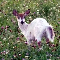 original sound - denimdaisiesdeer