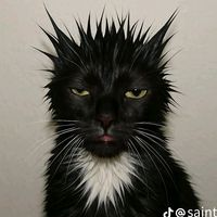 maksypoo