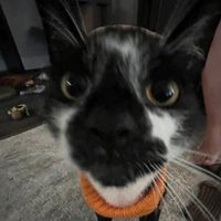 doodooshoe